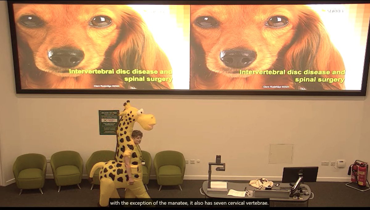Not often that you get to deliver a lecture on spinal surgery dressed as a giraffe. proud that 4th year (also dressed zoo animals) observed my giraffe had pelvic limb proprioceptive deficits & tendency for hypermetria. #lastdayoflectures #veterinarystudents #memories #fancydress.