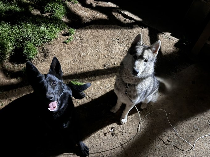 I love them.   Head empty, only love. (Shadow and Skoll) https://t.co/ZgTbTJ4N7w<a href="/tag/mistymountaingaming"class="tags"><span>#mistymountaingaming</span></a>
