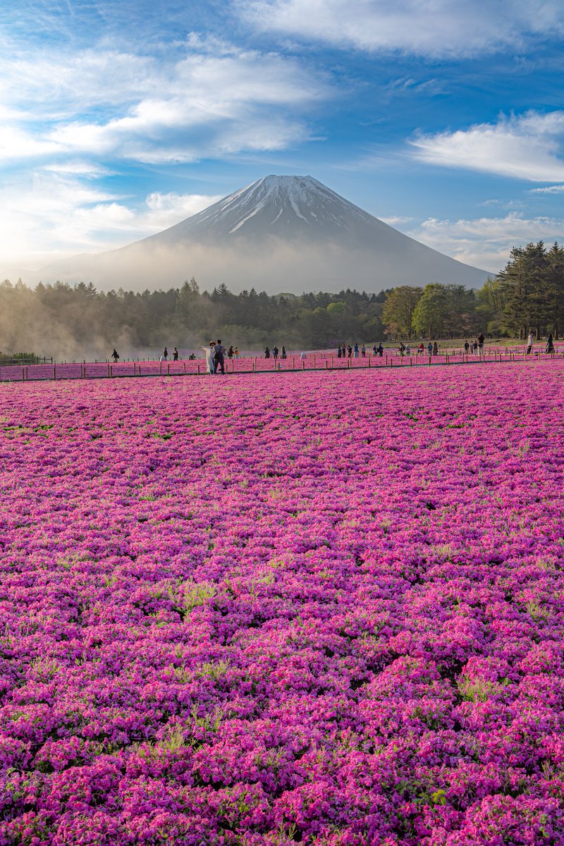 富士山と一面に広がる芝桜