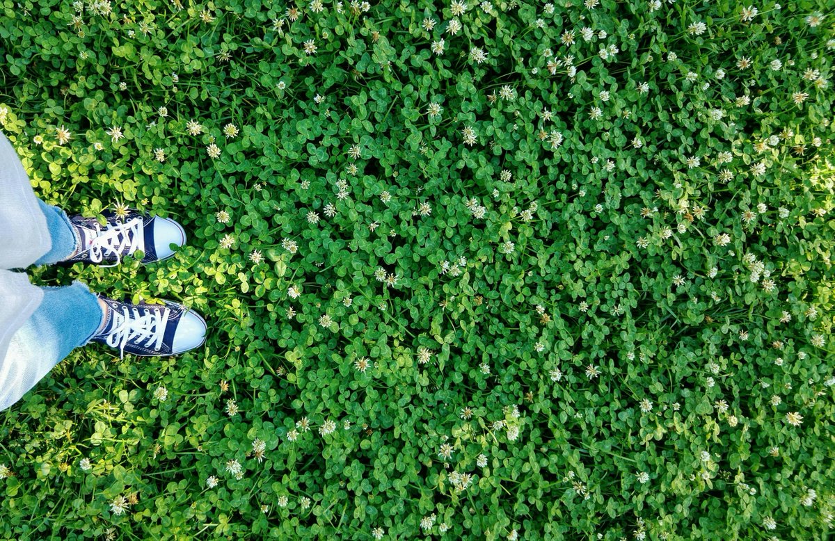 Lawns don’t have to be grass. ☘ If you appreciate a green lawn in the summer, consider choosing a low maintenance alternative such as clover. Once established it is drought-resistant and will stay green into the summer. Learn more: ow.ly/K7ML50RzYe6