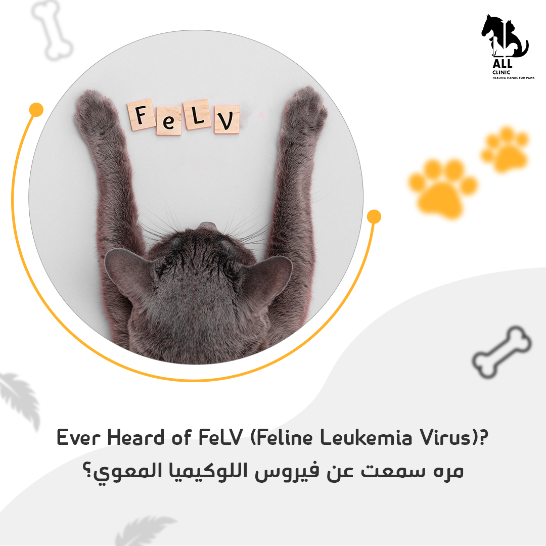 هل سمعت من قبل عن فيروس نقص المناعة القططي؟

القادم لمعرفة المزيد حول هذه الحالة تابعوا منشورنا 

Ever heard of FeLV? 

 Stay tuned for our next post to learn more about this feline condition.
#kuwaitpets #catslovers #kuwaitclinics #cathealth