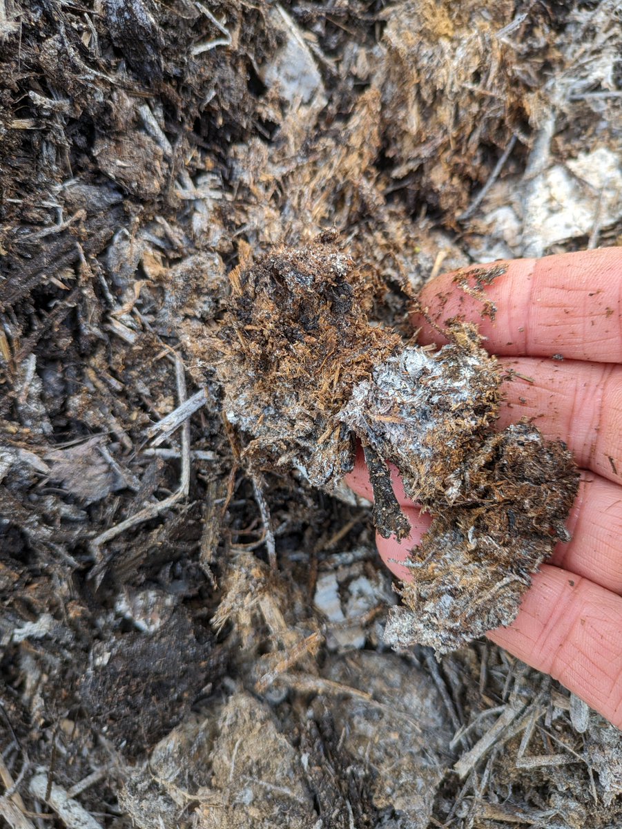 AAFC Canada (@aafc_canada) on Twitter photo #GCAggie researchers and <a href="/LabradorCampus/">Labrador Campus</a> have a cost-effective method for #CdnAg to improve soils using passively aerated static #compost systems made with local organic materials and perforated piping. 💩 🍃 📦 #ICAW2024 ow.ly/EyFW50RC7Z6 #GCAggie researchers and <a href="/LabradorCampus/">Labrador Campus</a> have a cost-effective method for #CdnAg to improve soils using passively aerated static #compost systems made with local organic materials and perforated piping. 💩 🍃 📦 #ICAW2024 ow.ly/EyFW50RC7Z6