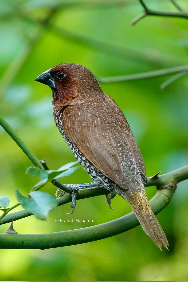 Everything has its own beauty, but not everyone sees it' Confucius 
In frame: The scaly-breasted munia or spotted munia #IndiAves #BBCWildlifePOTD #birds #BirdsSeenIn2023 
#ThePhotoHour #birdwatching #natgeoindia @NatureIn_Focus @NatureattheBest #birding  #NaturePhotography