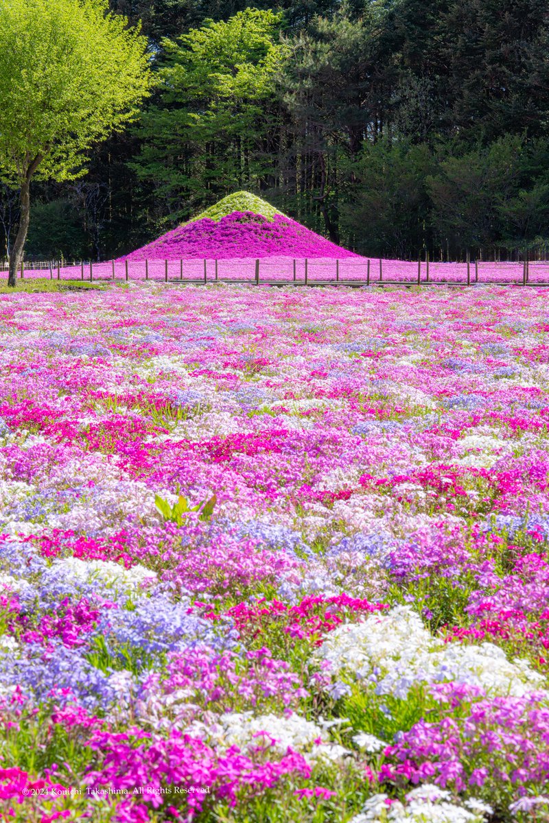 2024「富士芝桜まつり」✨
満開の富士山がありました🤗
#NaturePhotography  #Flowers