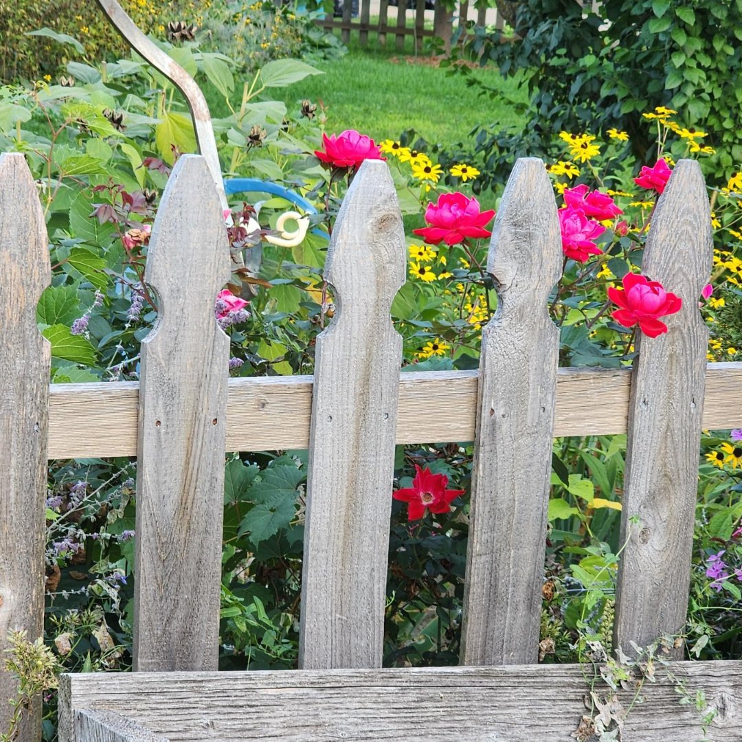 Every day there are new flowers peeking over the wood fence. I look forward to seeing the changes on my daily walks.

What do you look forward to seeing in your neighborhood?

#TrainingMastery #LaurelAndAssociates #Learning #TrainTheTrainer #NonProfits #Management #Government
