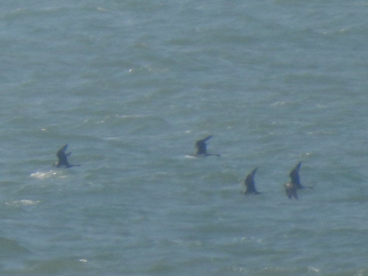Pomarine Skuas: a group of 7 and another of 5 passed Birling Gap this morning. Nice tails, ordinary photo! @BTO_Sussex @SussexBirding
