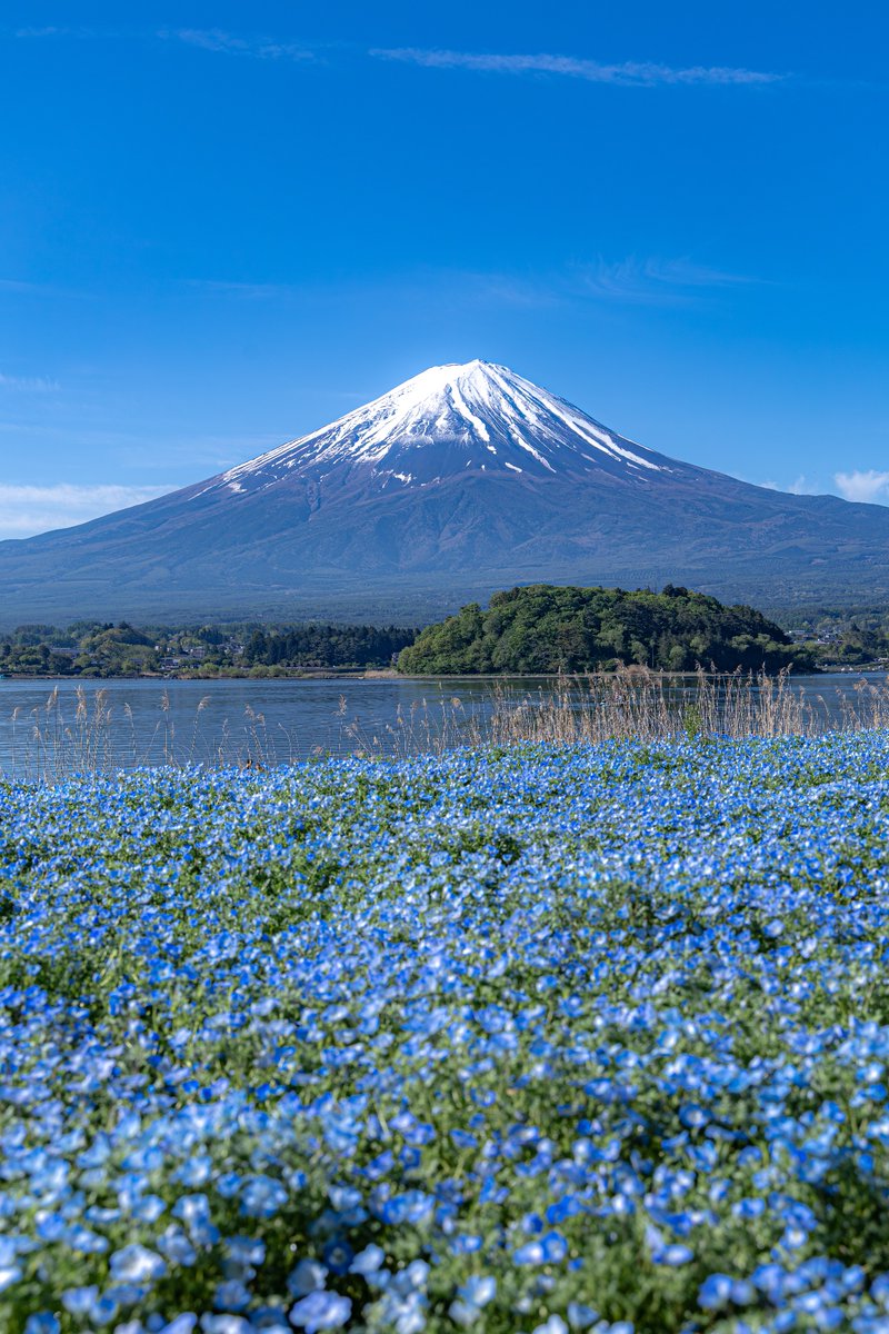 富士山とネモフィラのコラボが美しい