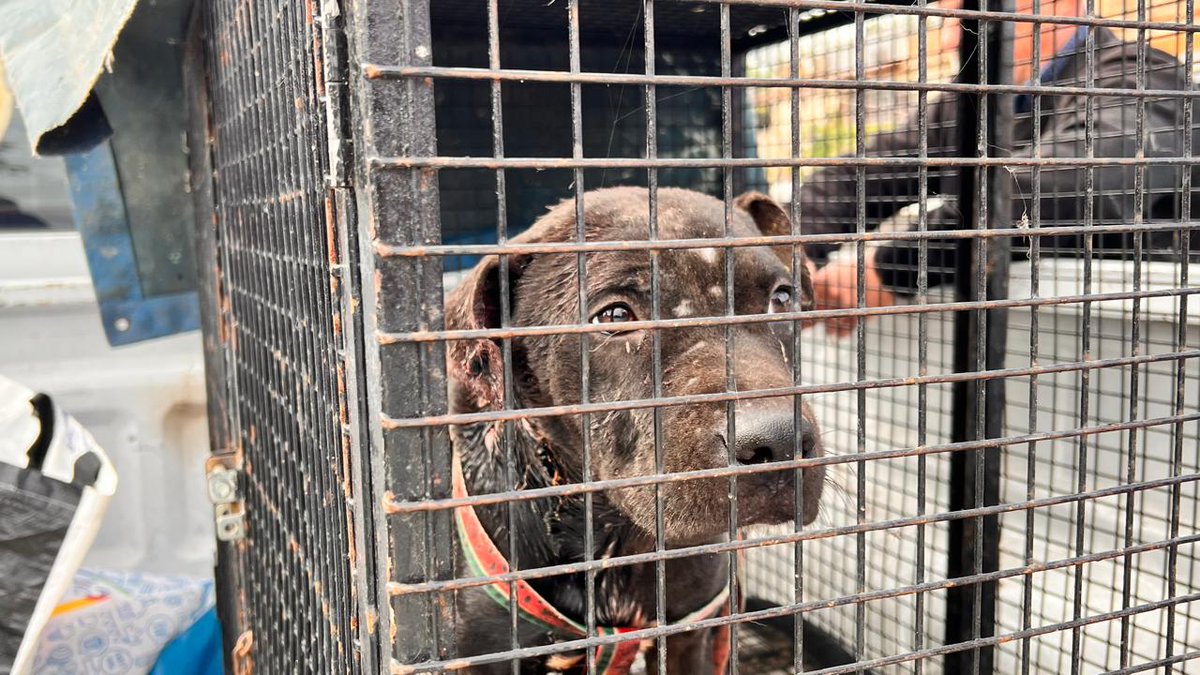 RESCATE Y CUIDADO ANIMAL
📍🐕Un perro que estaba en muy malas condiciones de salud en la zona norte de la ciudad fue hallado abandonado y malherido por la Oficina de #ProtecciónAnimal. 
☑️ El mismo fue trasladado al Imusa para su atención y cuidado.
#ControlyConvivencia