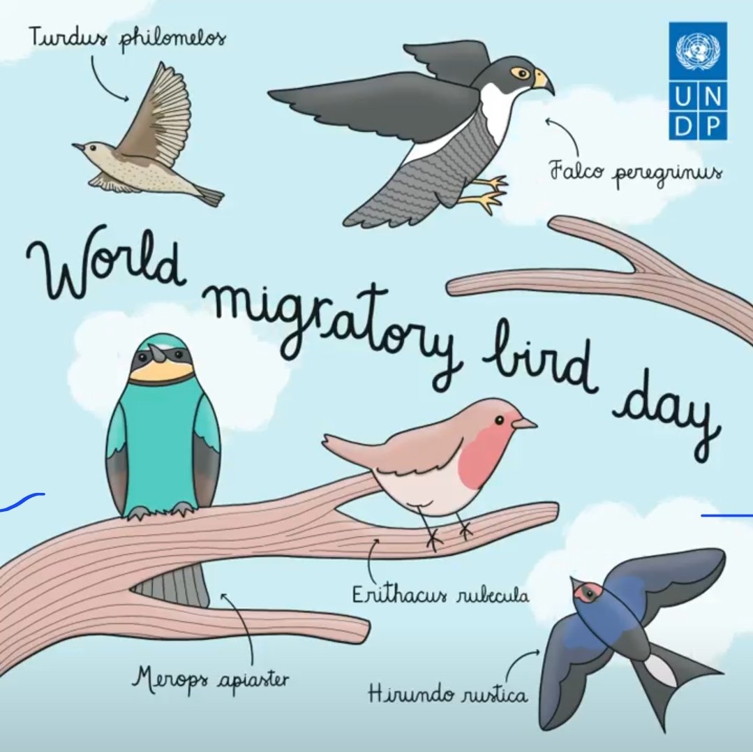 Migratory birds are a wonder of nature. They play a crucial role in #pollination and #PestControl, and benefitting #HumanCivilizations across the #globe. We need #MigratoryBirds, but they need their protection from us, let's pledge today to protect them.

#WorldMigratoryBirdDay