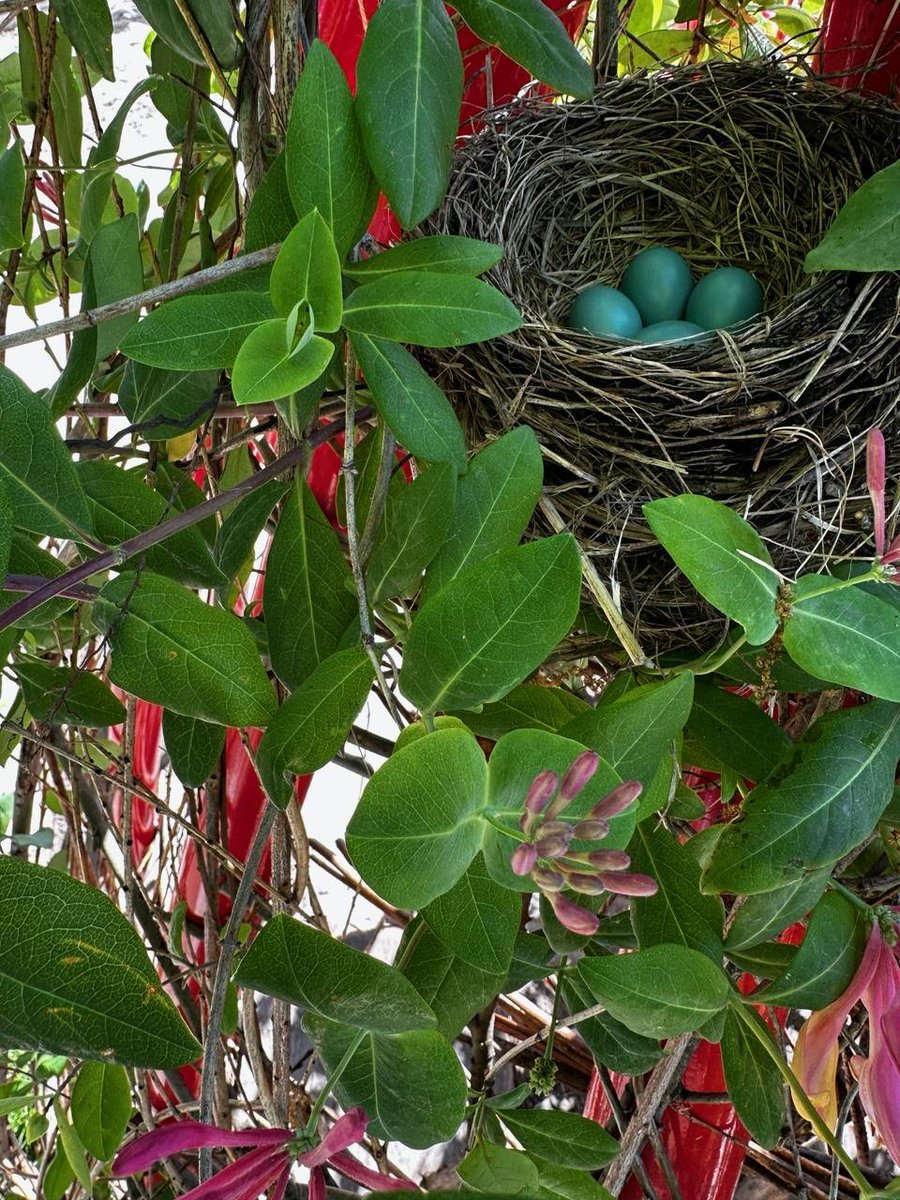 Studio Ludo tweet media