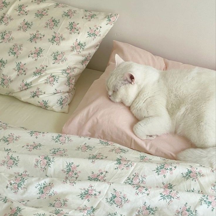 linocaspace's tweet image. ⌕ intro search : #studytwt . . . &amp;lt;3

   — lina ; 05 | ela/ele 🇧🇷🇹🇭
   — licenciatura em letras 
   — técnica em marketing 
   — aprendendo tailandês 
   
  ★ filmes, chá gelado﹠ livros.

 ♡/↺ = mutuals!
#collegetwt #studytwtbr #langtwt #lifetwt