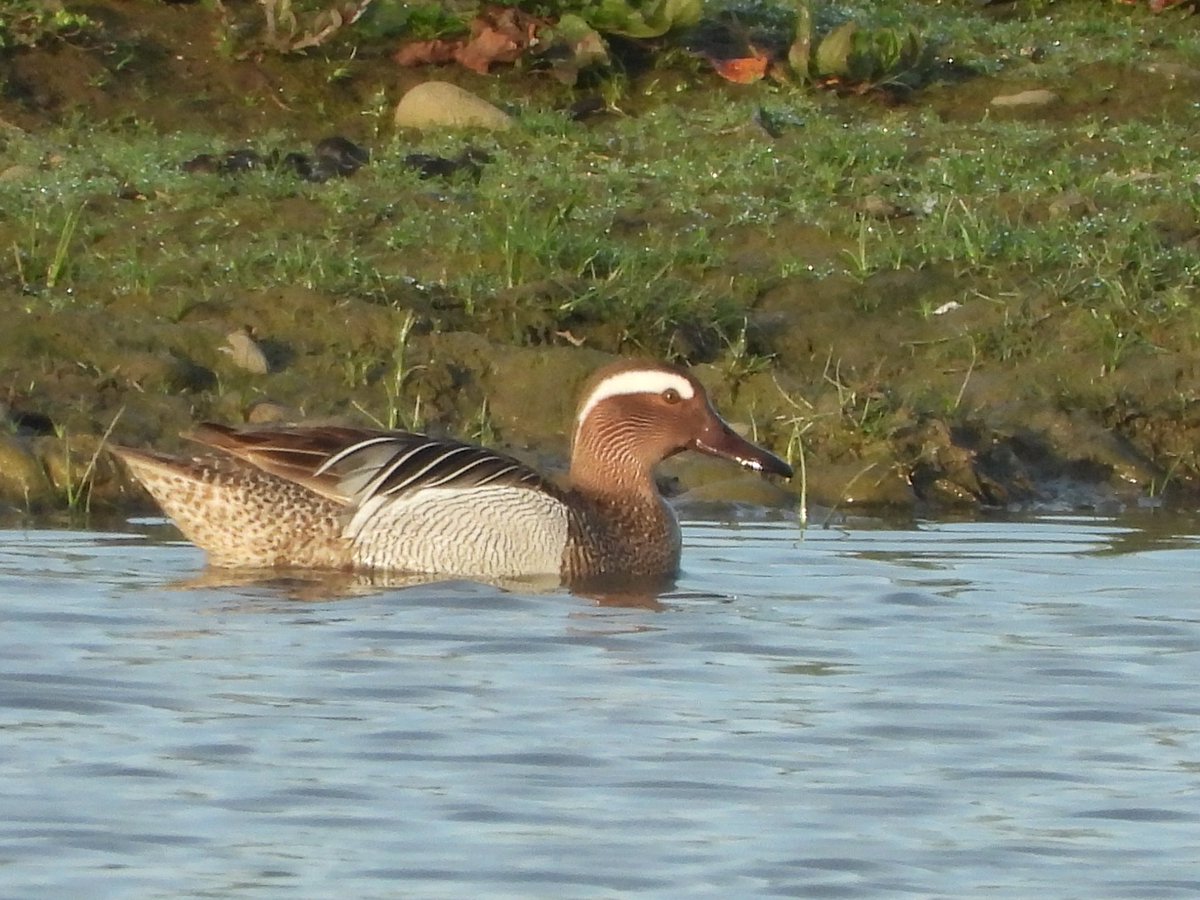 Best I could manage of this drake Garganey at Goldcliff today, actually I'm quite chuffed with the pic. @GOS_birds @RSPBNewport @RareBirdAlertUK #gwentbirds