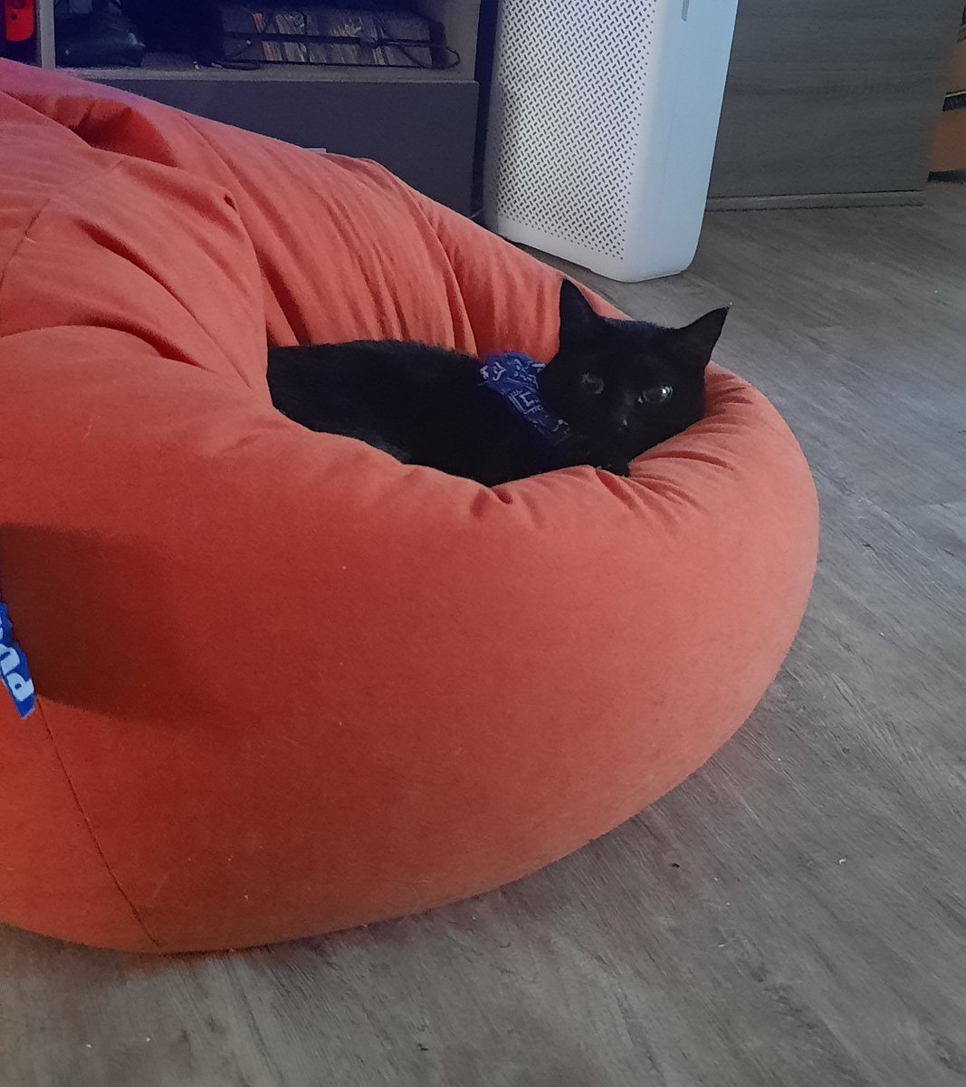 LorelaiZee's tweet photo. @Azurmond Cat Content mit Herzchen und einer Lesekatze 🤍🫶🏻 https://t.co/rgpDQHN3G9