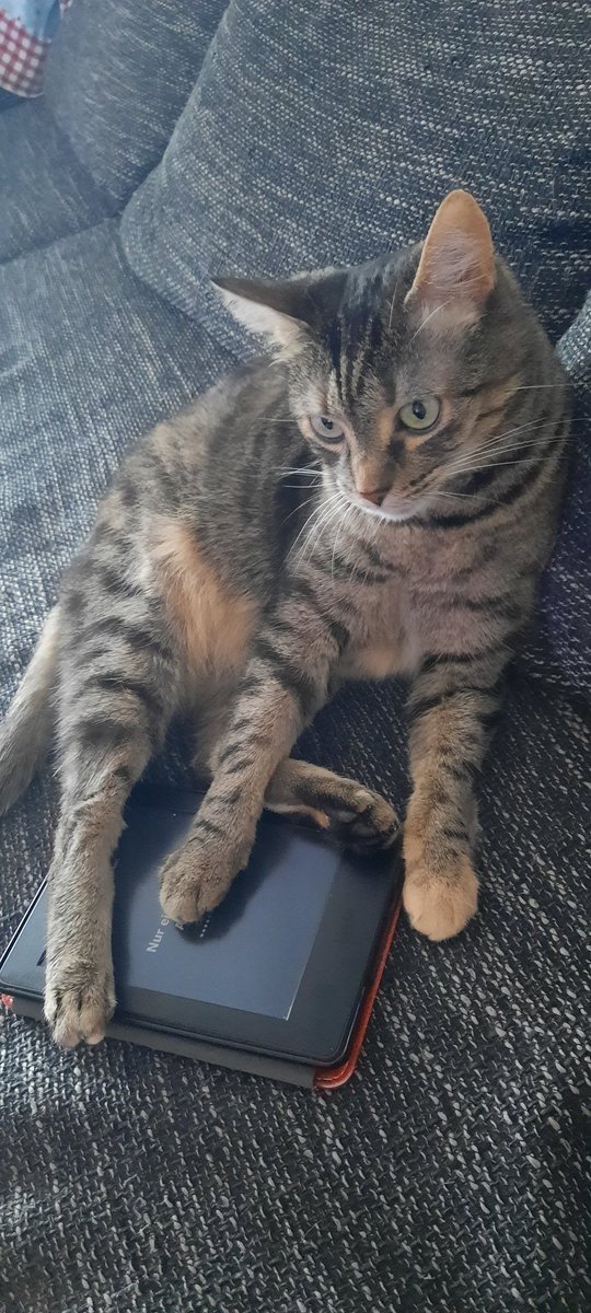 LorelaiZee's tweet photo. @Azurmond Cat Content mit Herzchen und einer Lesekatze 🤍🫶🏻 https://t.co/rgpDQHN3G9