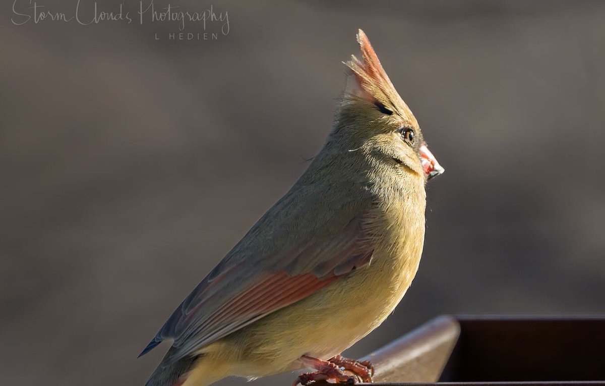 A female #cardinal 😍 coxing a nestling off the nest in northern #Illinois. #natgeophotos #nikonusa #z9 #nikonoutdoors @nikonoutdoorsusa #thephotohour #birdphotography #northetncardinal #natgeoyourshot  #zcreators #epic_captures #exploretheusa @riyets @discovery