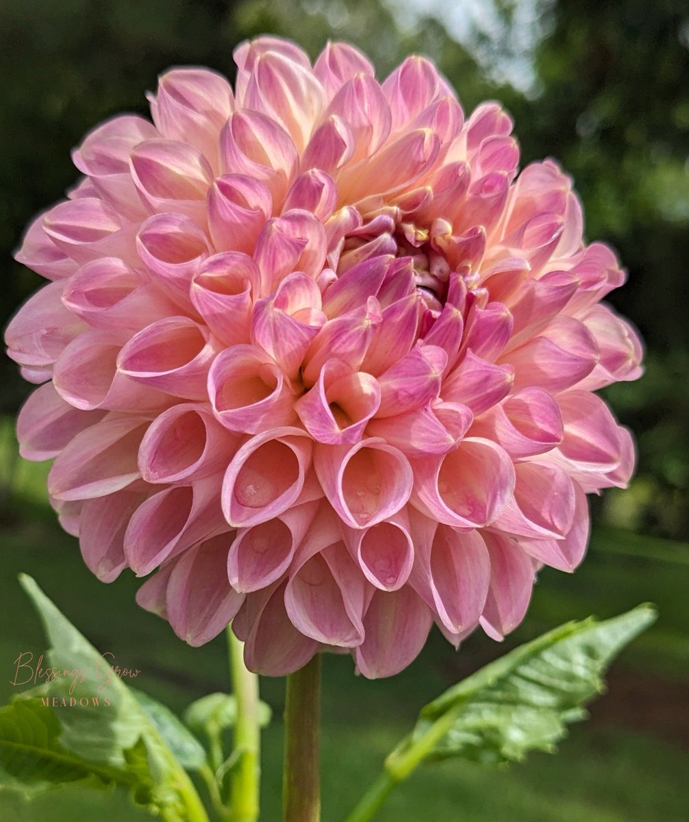 Our first *PINK* dahlia of the season is blooming!! Go Clearview Peachy!! 🥳💓🥇
.
.
.
.
#pinkdahlia #dahlia #flowers #flowersofinstagram #flowerphotography #myfavoritecolorispink #clearviewpeachy