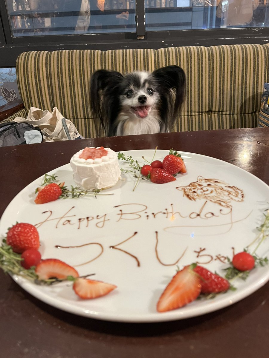 puruyu's tweet photo. ㊗️つくしさん15歳🎉
おケーキ前に満面の笑み✨
相変わらずめちゃくちゃお元気です。 https://t.co/Xd82uAUmyP