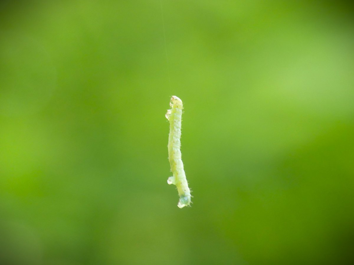 CoLEppingForest's tweet photo. A group of caterpillars is called an army. With #EppingForest's trees in glorious full leaf, you may notice that army's parachute regiment suspended in mid-air. They can drop to escape predators before arduously climbing back to their host tree using delicate silken threads.🌳🪂 https://t.co/CLc7TsbMmP