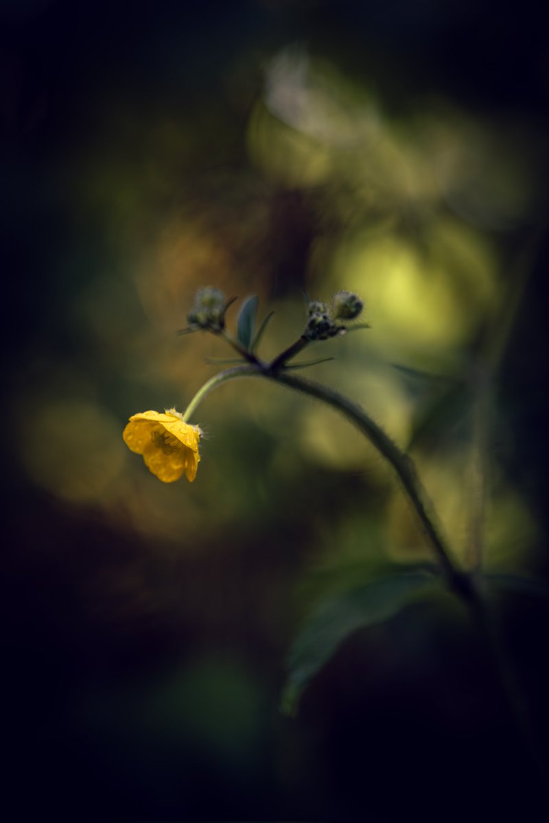 Peter05475388's tweet photo. Iskerník prudký (Ranunculus acris) pozor je to jedovatá rastlina. 📷🌱🤪

#nature #springflowers  #bokeh 

👉https://t.co/1fSTXnixkQ👈 https://t.co/WhsmSiacsa