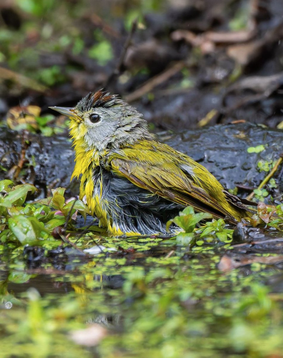 Plunge into World Migratory Bird day! Did you know that over 30 species of brightly colored warblers can be spotted in Prospect Park during spring migration? More: prospectpark.org/birds c. Instagram user otrodios