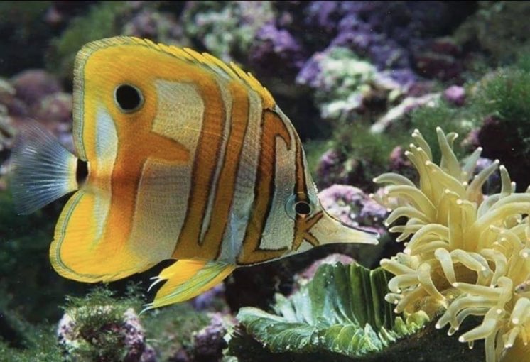 Got a new fish. What should I name him?