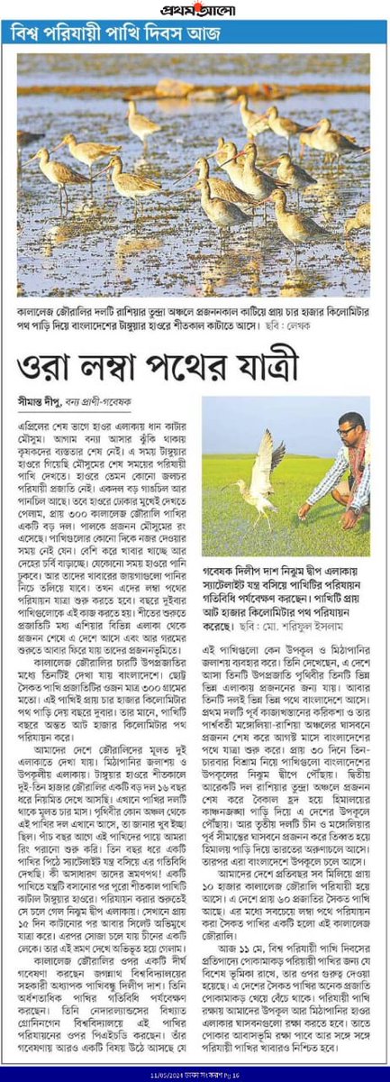 On the occasion of #WorldMigratoryBirdDay, the top national newspaper in #Bangladesh, Prothorn Alo, published a feature on the reseach on black-tailed #godwits by @GlobalFlyway and @univgroningen PhD student @DelipDasBisharg entitled 'They are long travellers'! @NLinBD1 #flyway