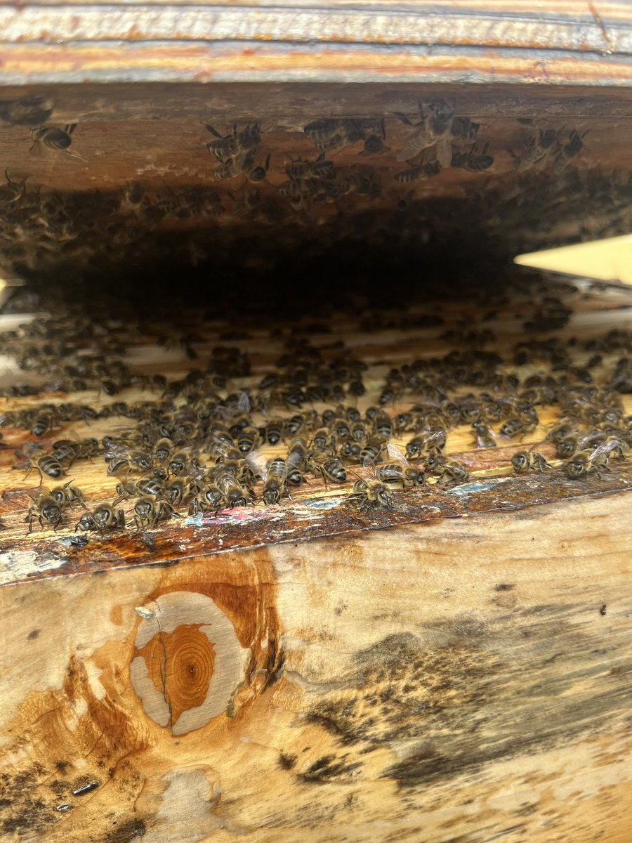 It’s been an exciting couple of days down at the bees 🤦🏼‍♀️😬 One hive swarmed. Emergency coaxing into a nuc last night but they didn’t fancy staying in there so they swarmed again this morning 😬 Now🤞🏻 we’ve got them into a 2nd hive and all is calm once more in the #gri 🐝 🌍🥳