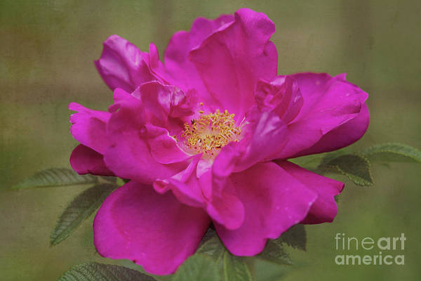 My wild rose: fineartamerica.com/featured/june-… #roses #flowers #floralart #photography #buyintoart