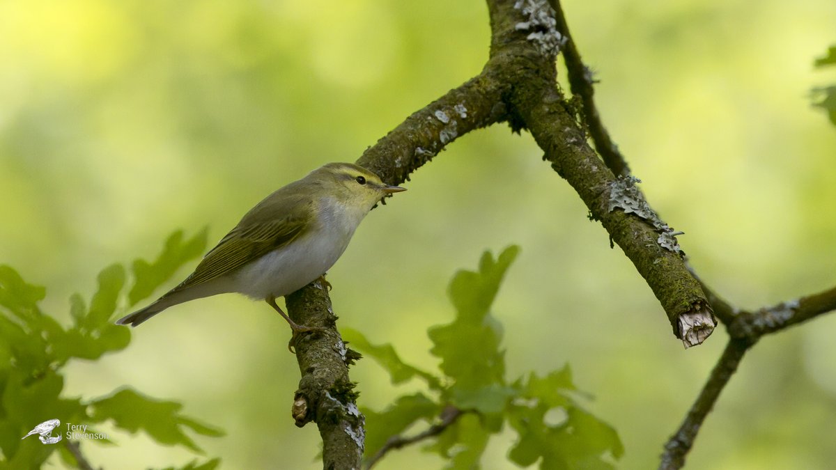 Great views of a #Wood_Warbler at the Park, Tidenham Chase this morning thanks to finder @SteveThorogood8 for locating @gloswildlife @Natures_Voice #GlosBirds