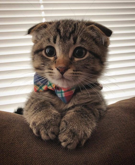 Adorable little gentleman. ♥️

#adorablecats #catpics #kittens #kittenlove #kitty #cats #catlife #meow #catlove #catloversclub #cutecats #gatos #animals #CatsofTwitter #Caturday #Purrtacular