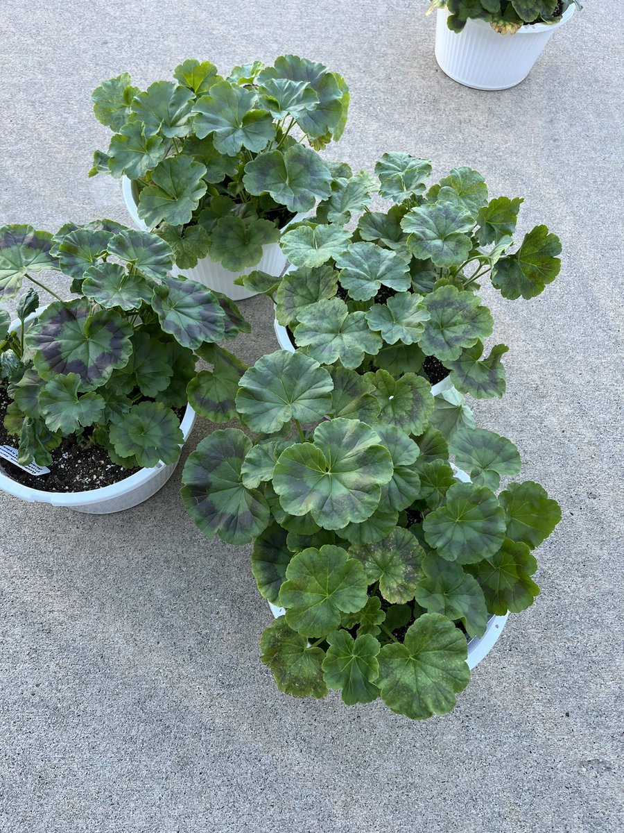 Atlantic FFA tweet media