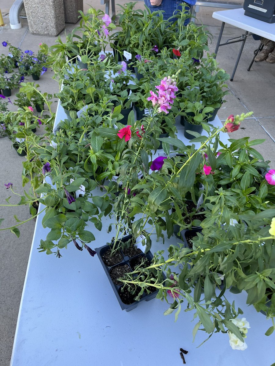 Atlantic FFA tweet media