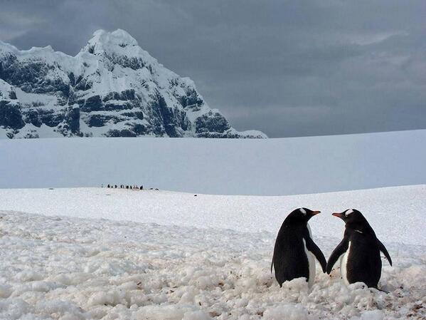 Je lui explique que les pingouins mâles font des cadeaux aux pingouins femelles en leur donnant un caillou pour signifier leur amour et leur volonté de construire un nid, et si la femelle accepte, le caillou offert sera le premier de la fondation du nid