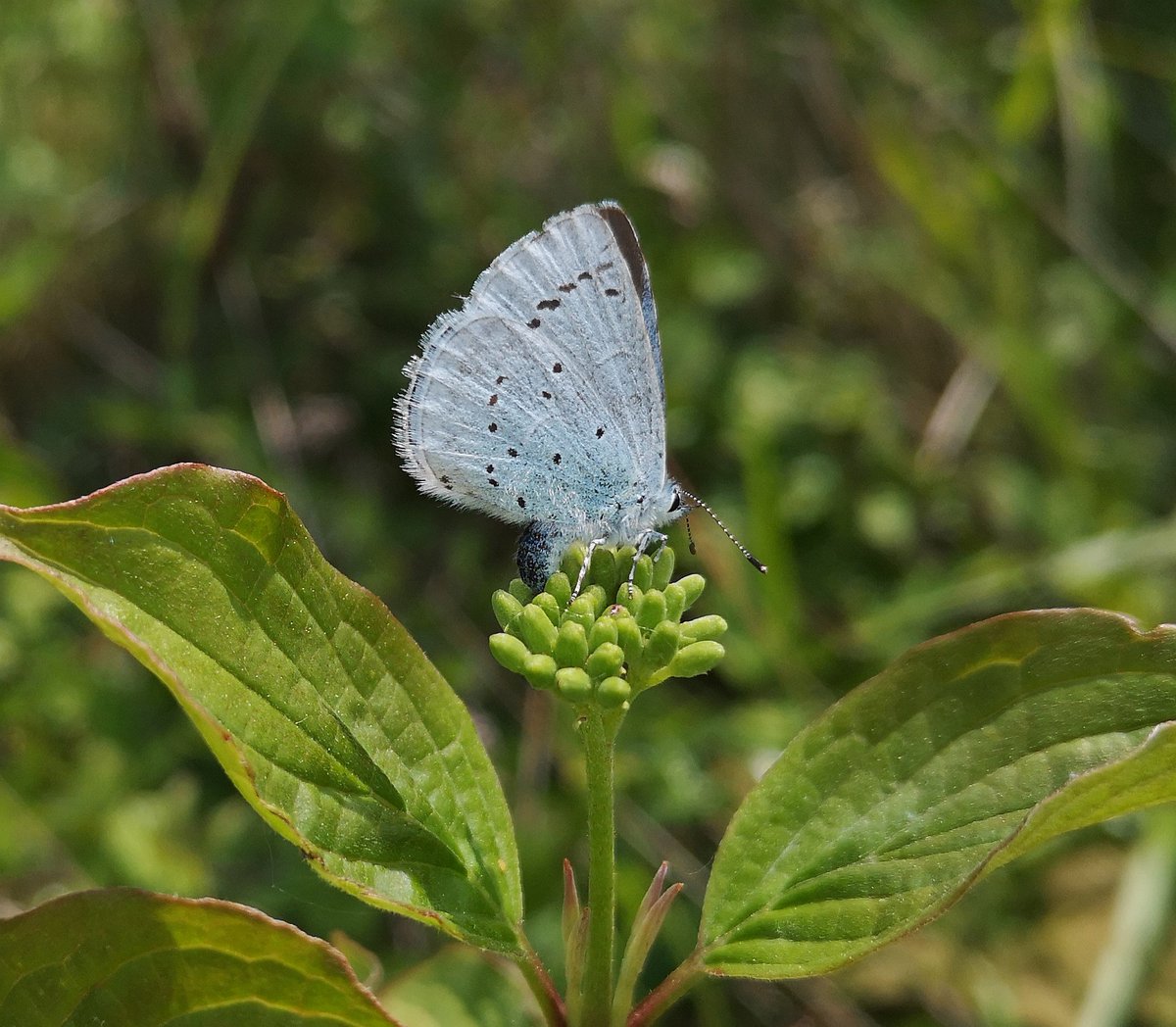 Sulking after having missed the show last night I took solace on the downs with some colourful milkwort and holly blue 😴