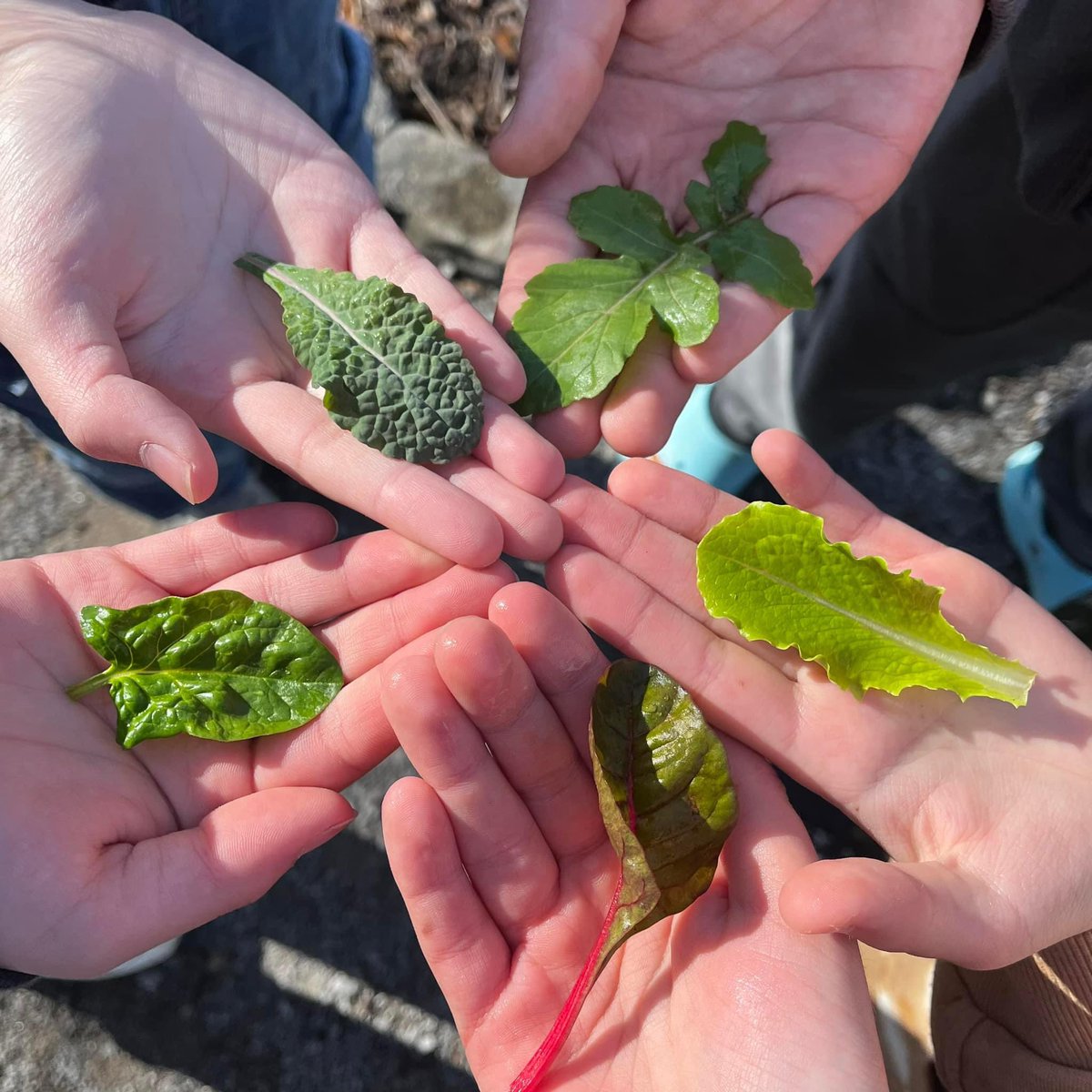 LSmithEES's tweet photo. Thankful for the opportunity to learn outside while working together to create something beautiful. https://t.co/q7j7M9fUGr