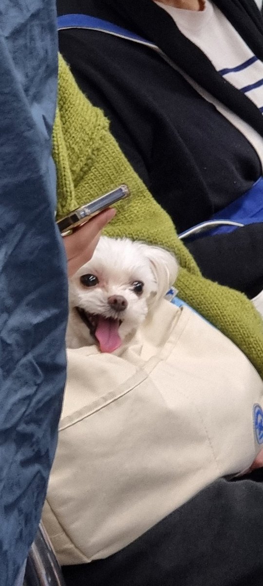I saw this happy little guy on the subway this week.

#dog #smalldog
