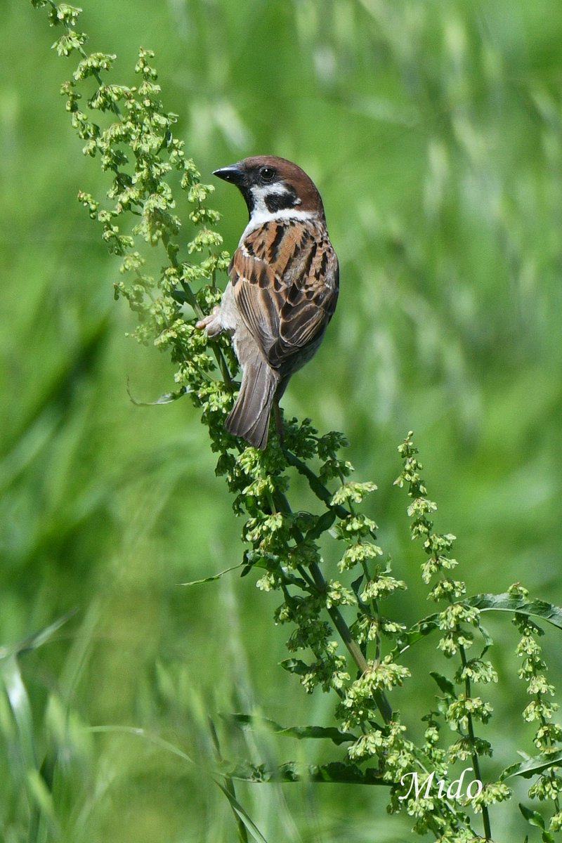 Eurasian Tree Sparrow #birds #birdphotography #birdtonic #birdtwitter #wildlife #wildlifephotography #Saitama #Japan