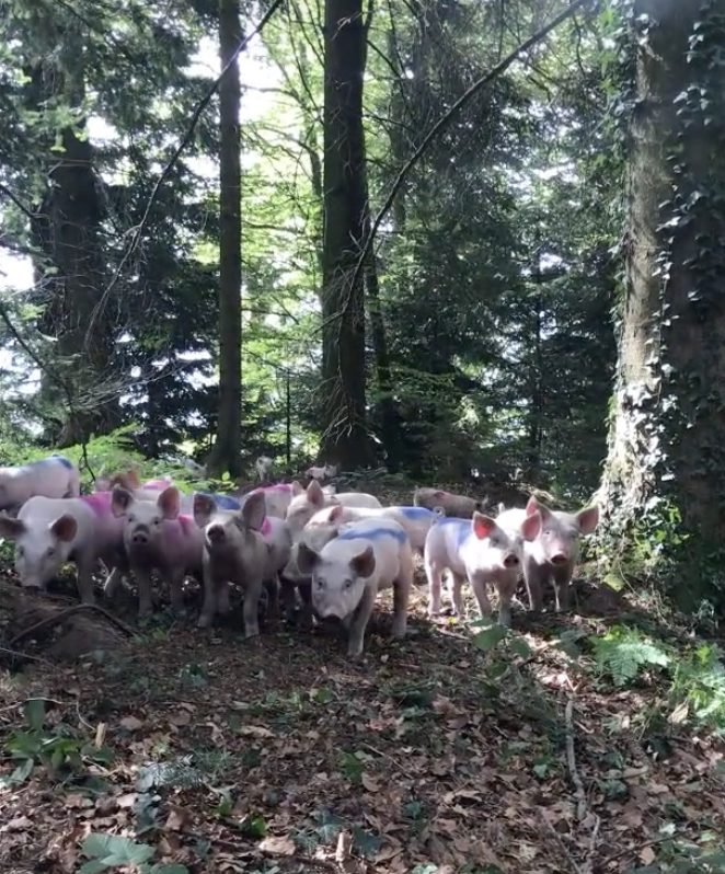 zoophilosophy's tweet photo. Cool citizen science project for anyone who likes watching videos of pigs, to help classify data from a project recording natural behaviours in free-roaming pigs
https://t.co/j0mOXClvMu https://t.co/ymBUUMMc8i