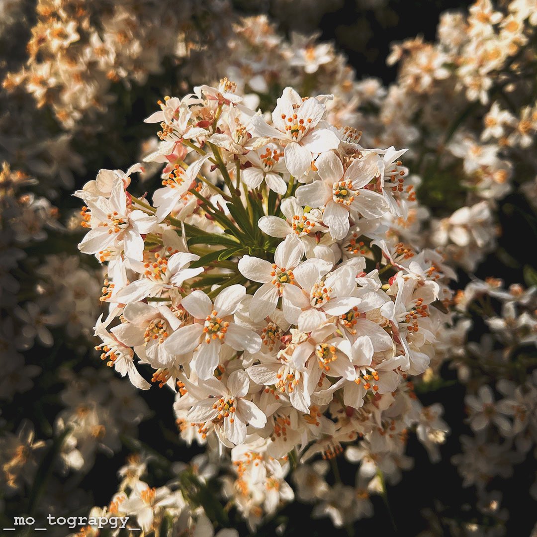 Flowers bring me joy! #photographer #photoshop #abobephotoshop #adobe #edit #canonphotography #photo #landscapephotography #landscapephoto #nature #naturephotography #naturephoto #flowers #filter #outdoors #outdoorphotography #outdoorshot #outdoorphoto #flower #flowerphotography