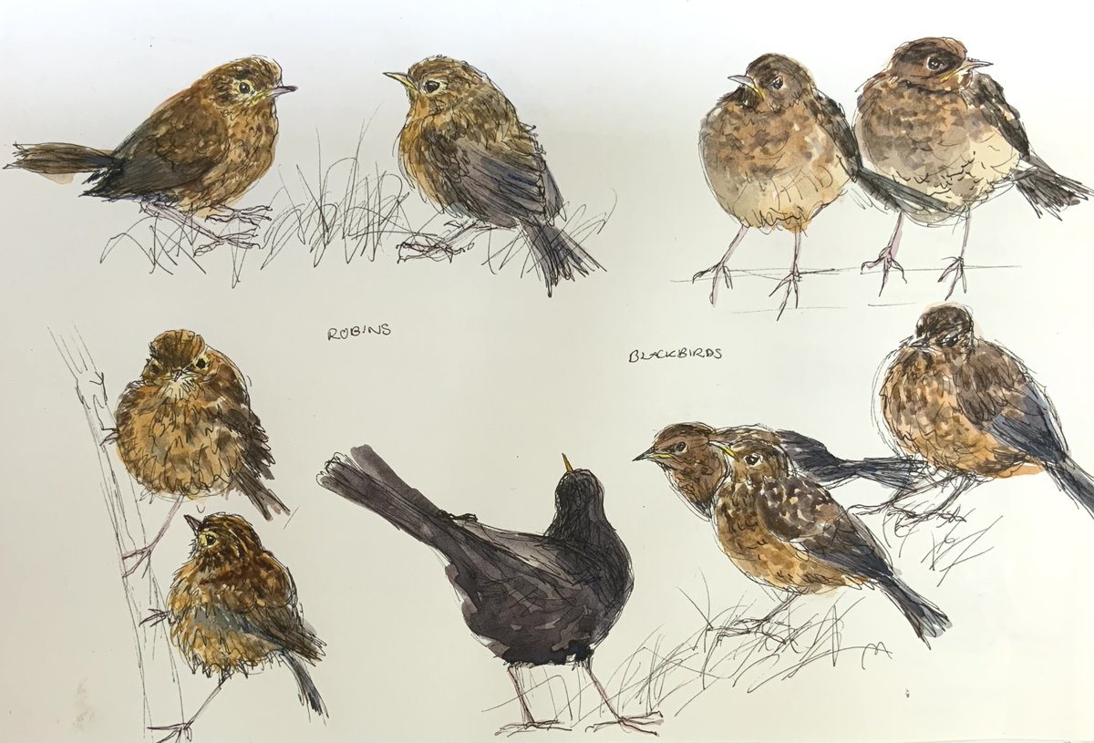 Young blackbirds and two little robins in the garden this week.  The blackbirds squawk incessantly, whilst the roblets can’t seem to work out where their feathers are supposed to go.
#birds #birdart #wildlife #wildlifeart #art #sketching #nature #springwatch