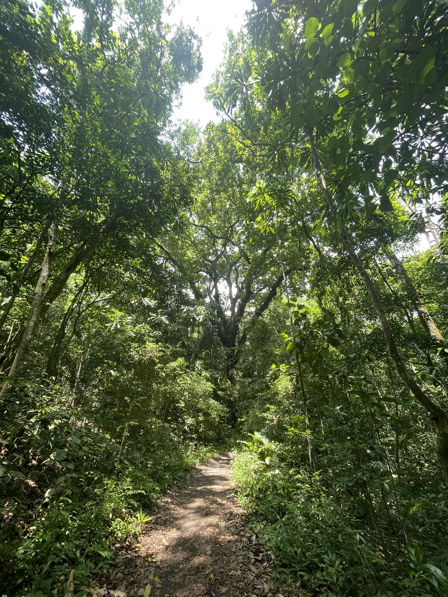 Alcanzando el cielo. Mirando hacia arriba por el tronco de esta imponente ceiba en el Parque Nacional Soberanía. El parque, de 200 km2, está a poca distancia de Ciudad de Panamá y es un lugar precioso para pasear. Alberga más de 500 especies de aves y más de 100 de mamíferos.