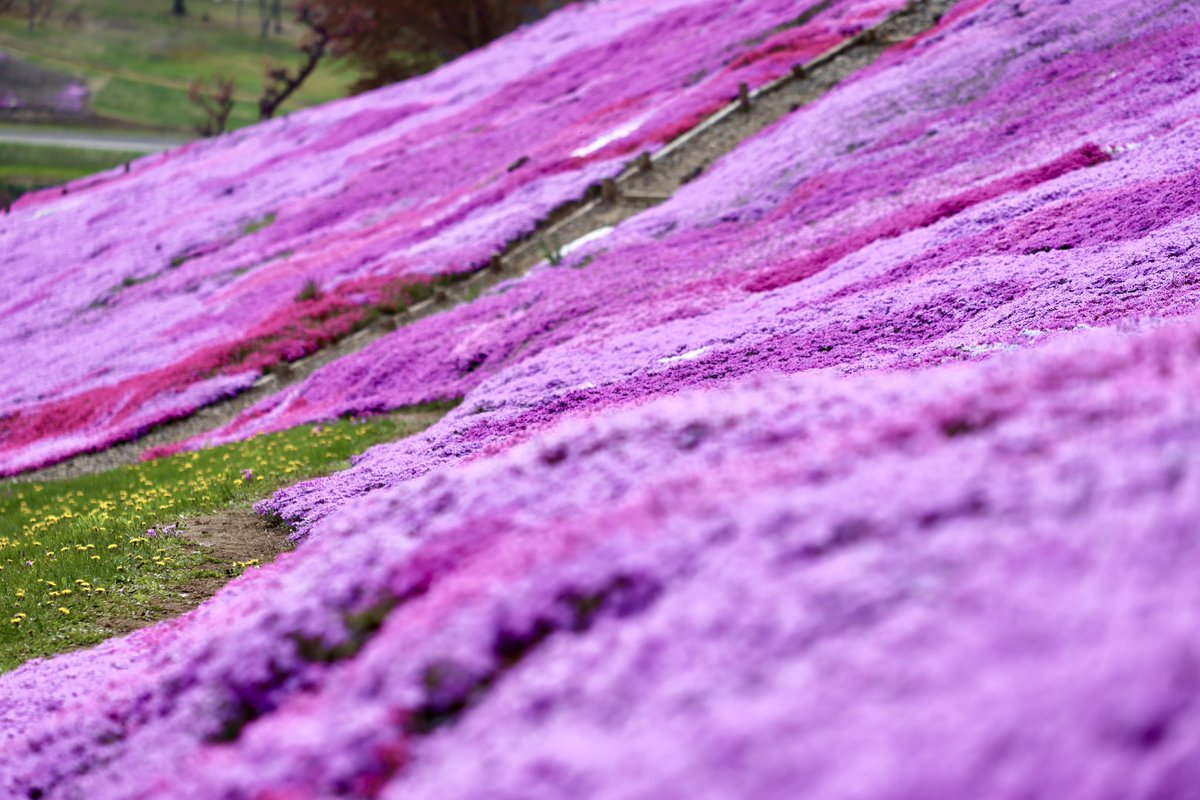 気温12度曇り🌥️の道東です
太陽の丘えんがる公園へ
芝桜の甘い香りに包まれて🌸
いつも見て頂きありがとうございます🥰

＃北海道　＃道東　＃遠軽町
＃芝桜