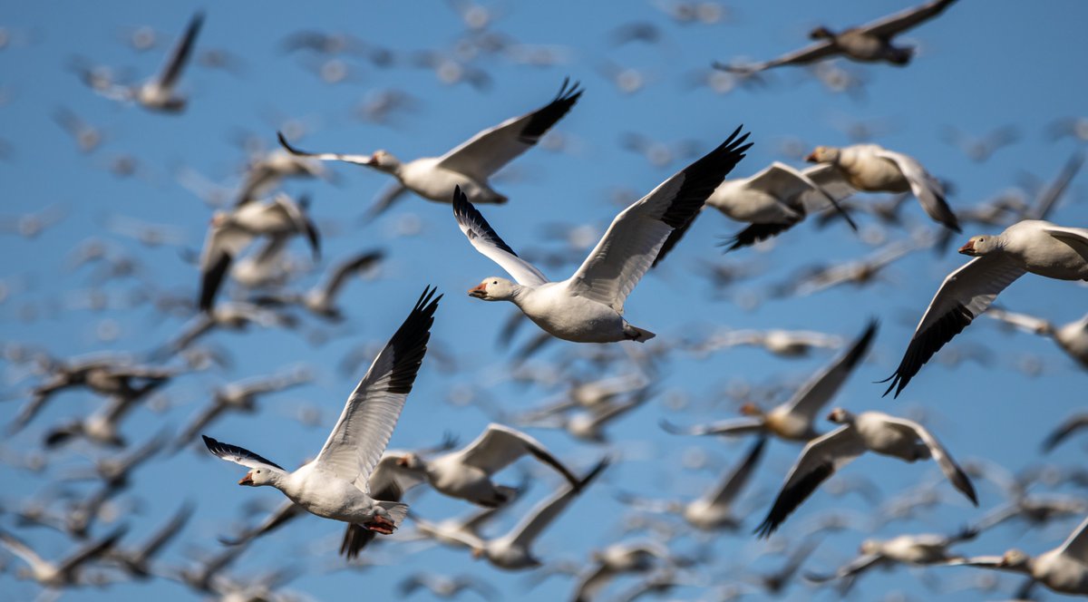 #WorldMigratoryBirdDay highlights the importance of protecting migratory birds and their habitats. Organizations like #NatureCanada work hard to conserve bird populations. Saving bugs are key to saving birds, which is this year's theme! How will you celebrate this Bird Day? 🐦‍⬛🪲