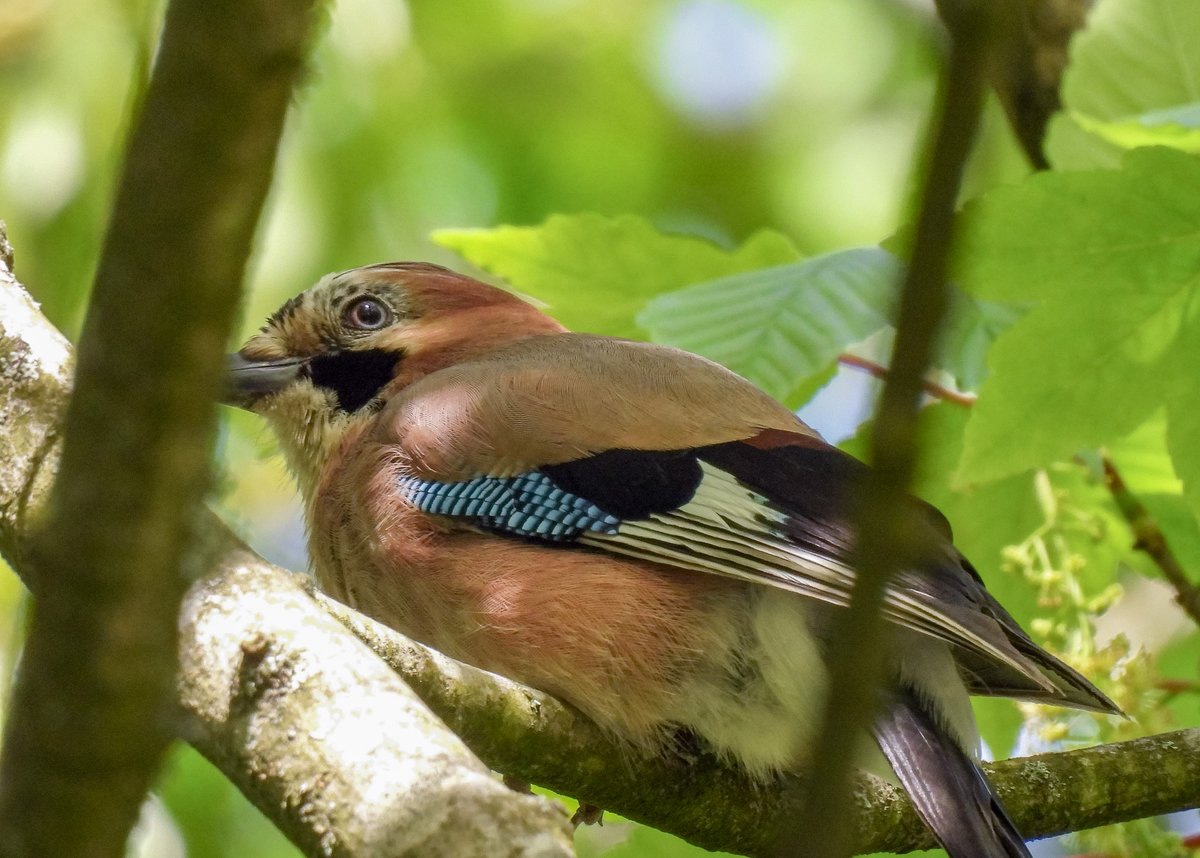 Jay at Margam.