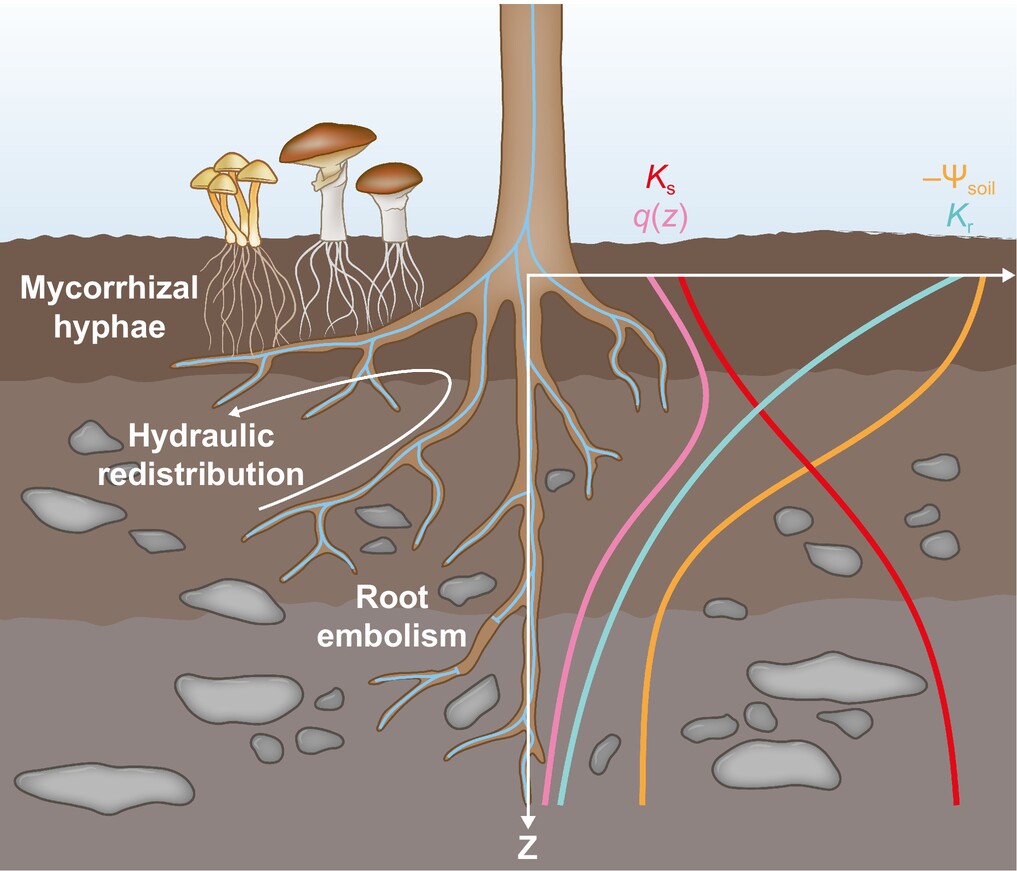 #TansleyReview: Tree water uptake patterns across the globe Christoph Bachofen, et al. 📖 ow.ly/WYk150Rzua4 #LatestIssue @wileyplantsci @wileyecolevol