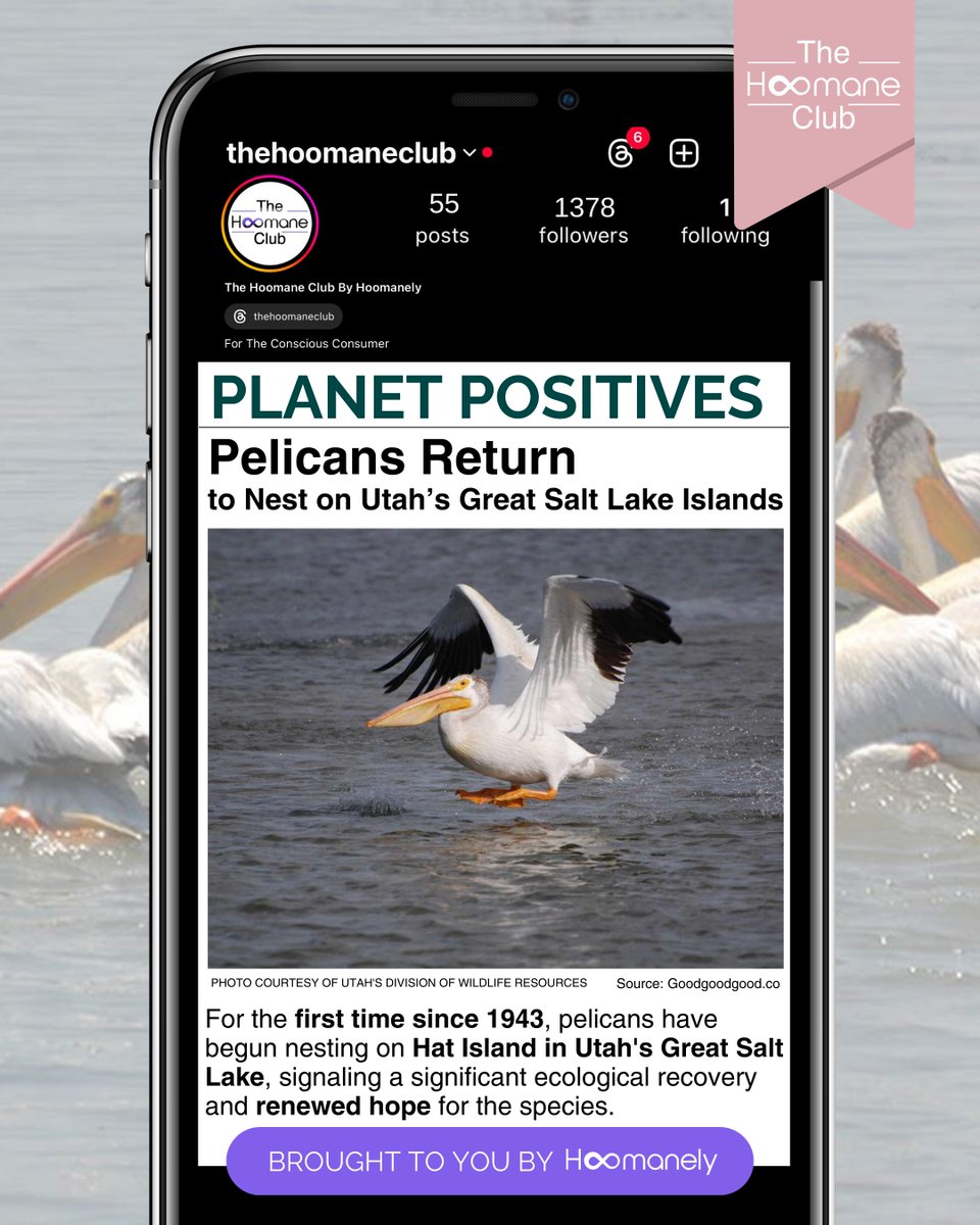 TheHoomaneClub's tweet photo. Pelicans have returned to nest on Hat Island in the Great Salt Lake for the first time since 1943, showcasing a historic comeback and the resilience of nature. This re-emergence highlights the success of conservation efforts.#TheHoomaneClub #PlanetPositives #Pelican #Conservation https://t.co/mG50zzReIo