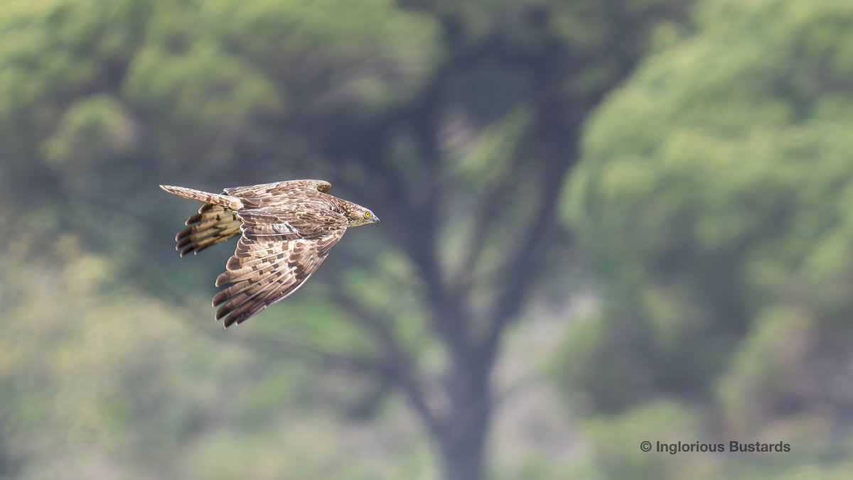 Continued strong #levante making the #14km crossing even more treacherous for these migratory #WindWarriors the drive to defiantly get to the breeding grounds continues ! The flow of European Honey #Buzzards attracting their own dedicated admirers, we are of course among them!