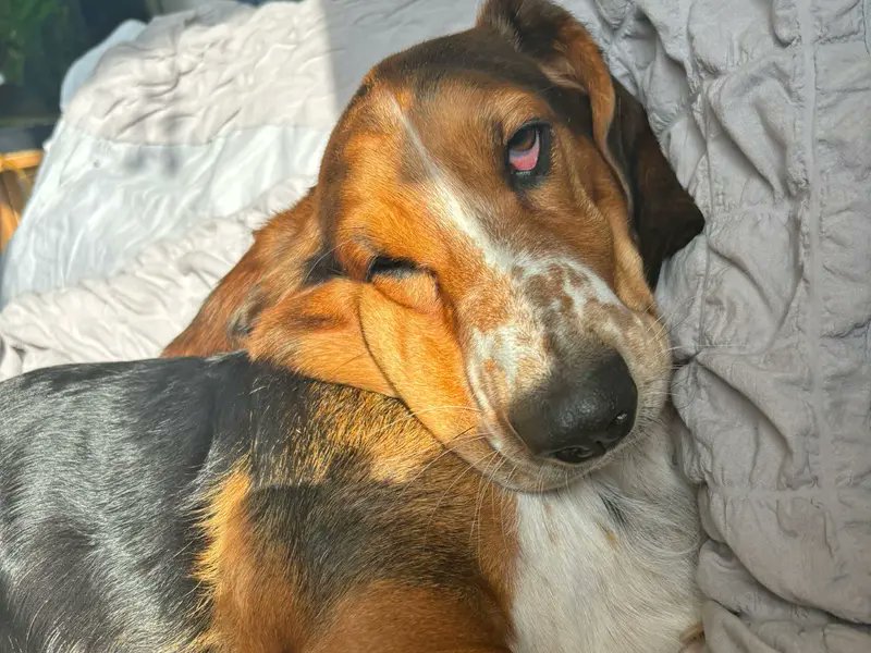 Luna is a weekend mood 😂💤 Share your snoozy dog pics in the comments 👇 @DT_Essex Image description: Luna is a black, brown and white Basset Hound with long floppy ears. She is curled up on a blanket with the sun shining in on her, looking sleepy.