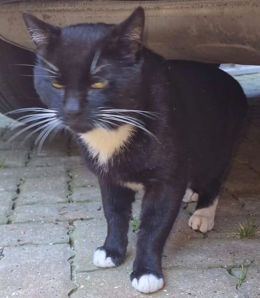 This cat’s thought to have been a stray for about 6 years on Kingsbrook estate #Aylesbury HP22. The local community’s been feeding him. Note: this isn’t Joe Khan's missing cat. If you own this cat 🙏 PM/ email welfare@chiltern.cats.org.uk Thanks #FoundCats #CatsOfTwitter #CatsOfX