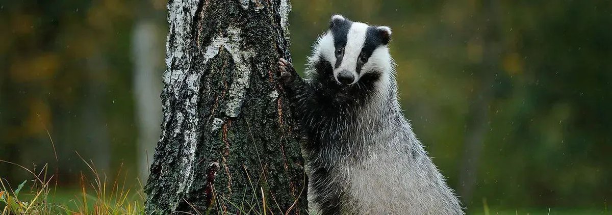 Has your clan joined our clan? 🦡🦡🦡🦡 Our family supporter plan is perfect for the whole family. Best perk of becoming a Badger Trust supporter? Knowing that you could help us protect this iconic native animal for future generations Sign up today > buff.ly/3gXUBWd